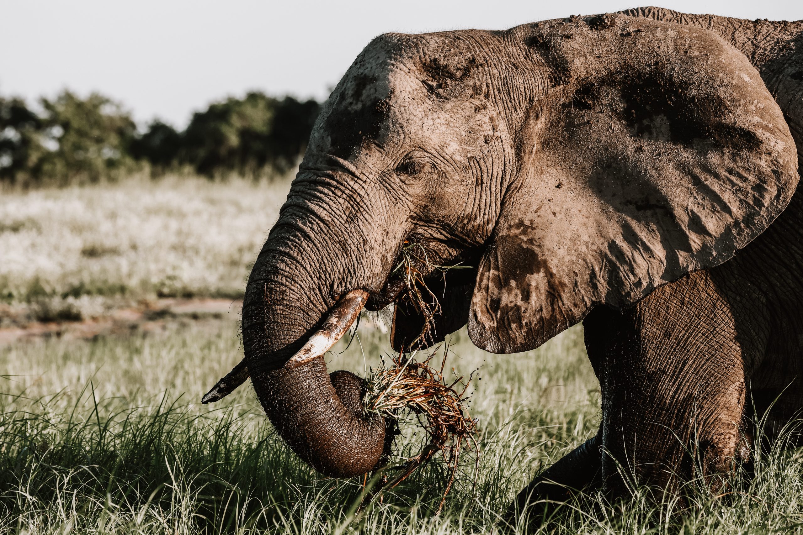Chobe House Packages