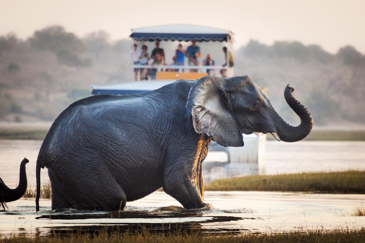 Chobe Private Safari Adventure Botswana