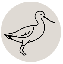 Birding